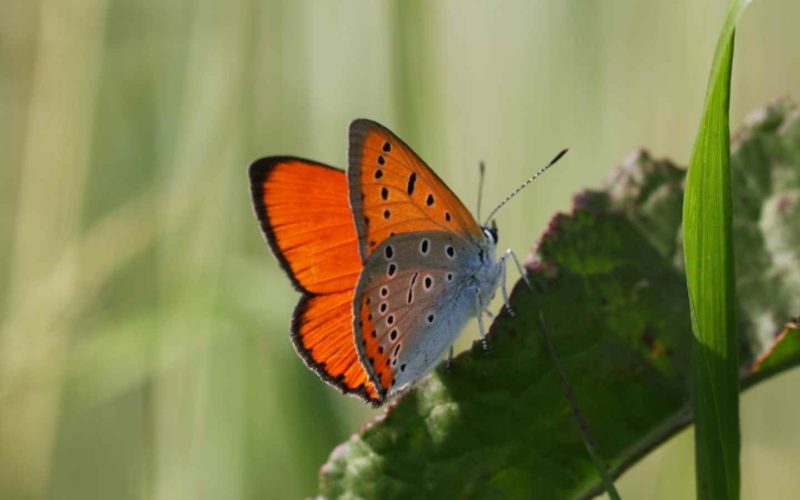 PER RICOSTRUIRE L’AMBIENTE