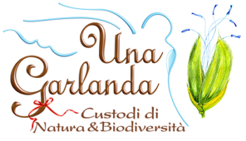 riso biologico biodiverso una garlanda rovasenda