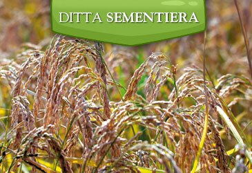 ditta sementiera riso biodiverso