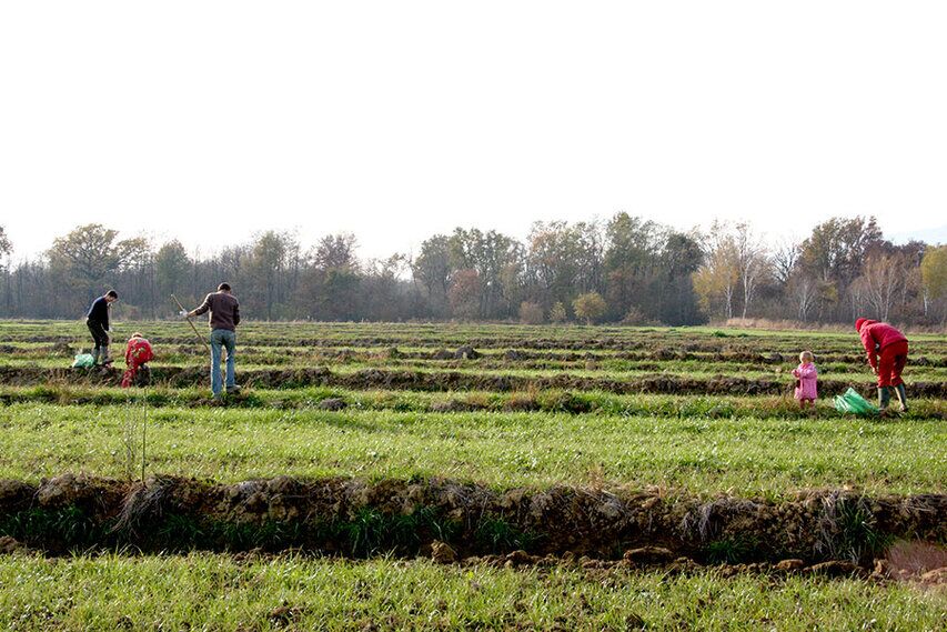 16.11.13-Piantumazione-baraggia-(56).jpg